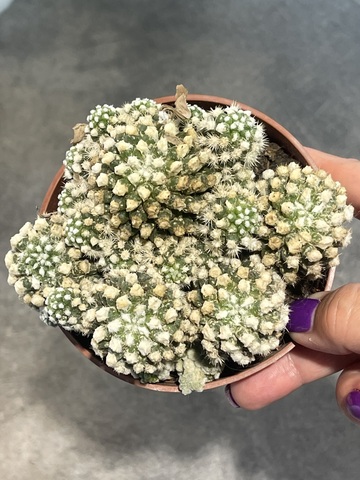 Маммиллярия Грацилис Альба d10