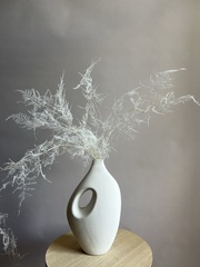 Аспарагус стабилизированный перистый белый