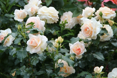 Мария Антуанетта( Marie Antoinette)