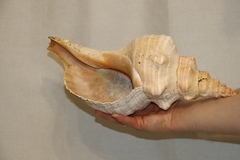 Раковина Плеуроплока гигантея (Pleuroploca gigantea) 1 шт., 42 см
