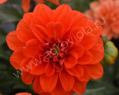 S3205 Георгины Figaro Orange Shade 10 шт.