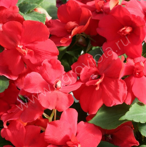 S7615 Бальзамин Walleriana Athena Red 5шт.