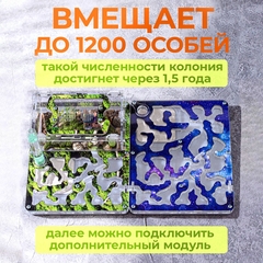 муравьиная ферма