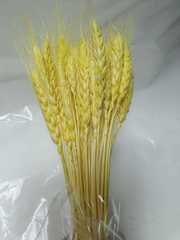 Колос пшеницы натуральный, сухоцвет, 1 шт.