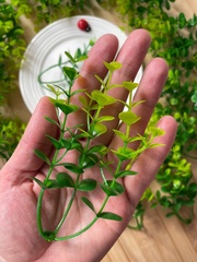 Набор травяных веточек брусничника, искусственные, 11 см, набор 30 шт.