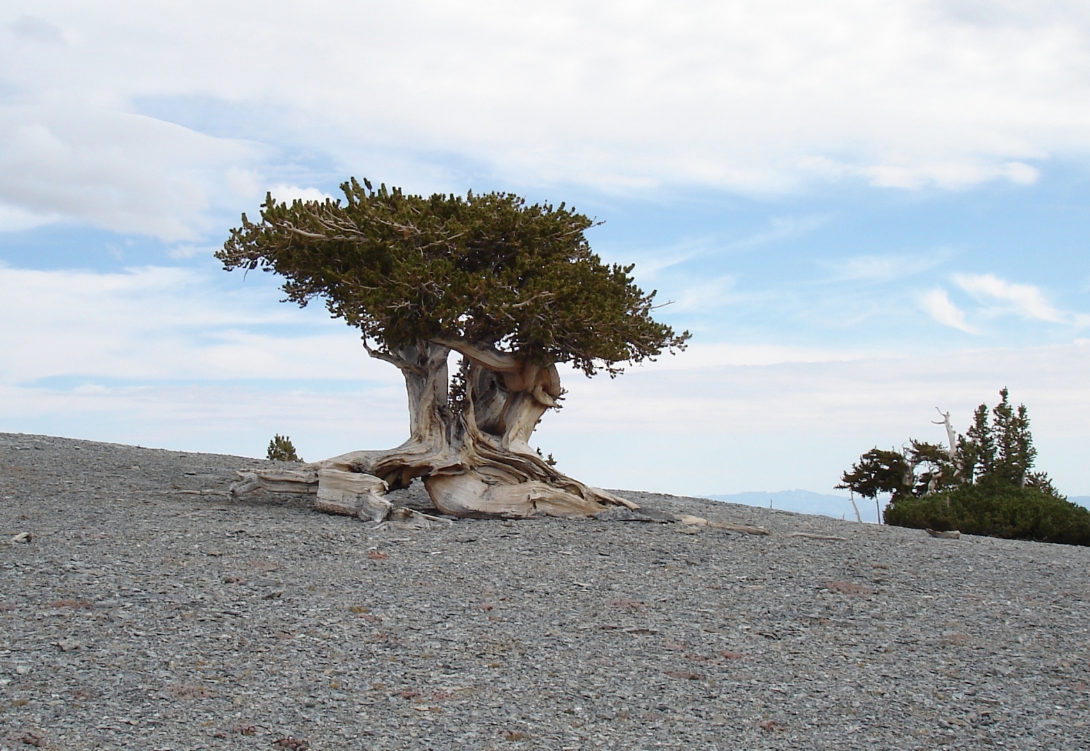 Семена Сосна долговечная Pinus longaeva