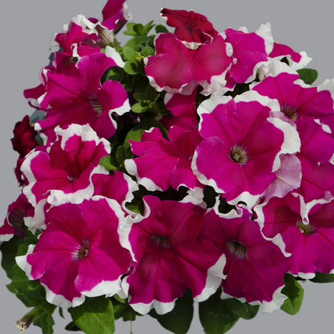 S60145 Петуния кустовая Grandiflora Limbo GP Rose Picotee 100 шт.