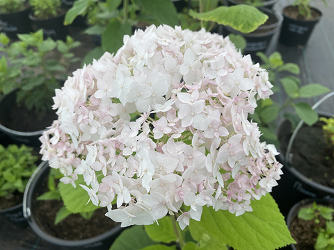 Гортензия древовидная Кандибел Маршмеллоу (Hydrangea arborescens 