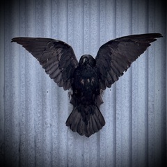 Чучело ворона