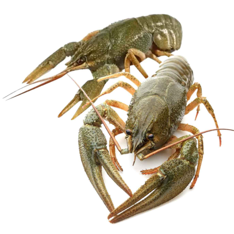 Рак крупный, 60/80, 1 кг, Саратов