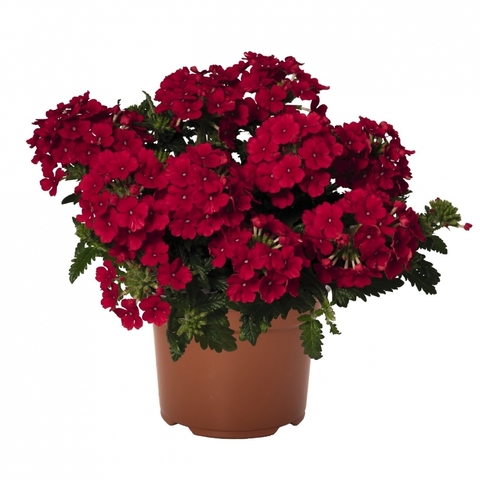 1550 Вербена LINDOLENA RED