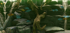 Biotope (для ПК, цифровой код доступа)