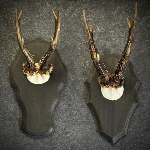 Рожки косули на медальоне