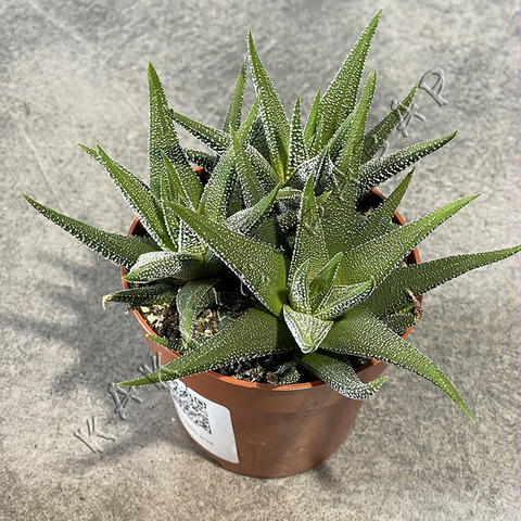 Хавортия Фасциата Конколор d9