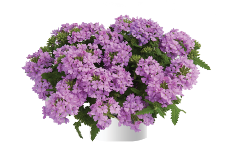 1558 Вербена VANESSA COMPACT LAVENDER