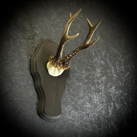 Рожки косули на медальоне