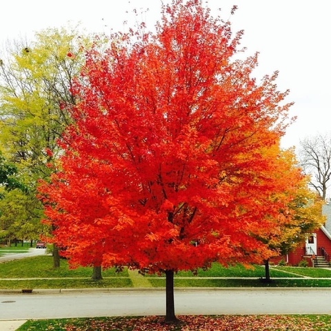 Семена дуб красный quercus rubra