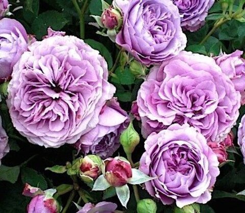 Лавендер Айс(Lavender Ice)