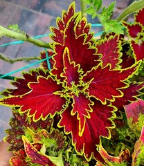 Bourbon Street колеус КСР