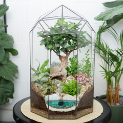 Готовый флорариум бонсай Фикус гинсенг Ботанический сад XL 45см с озером