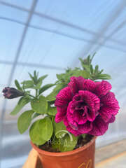 Петуния Тumbеlinа Juliаnnа