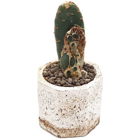 Опунция Ретикулата Кобра