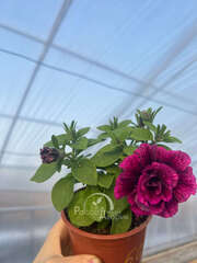 Петуния Тumbеlinа Juliаnnа