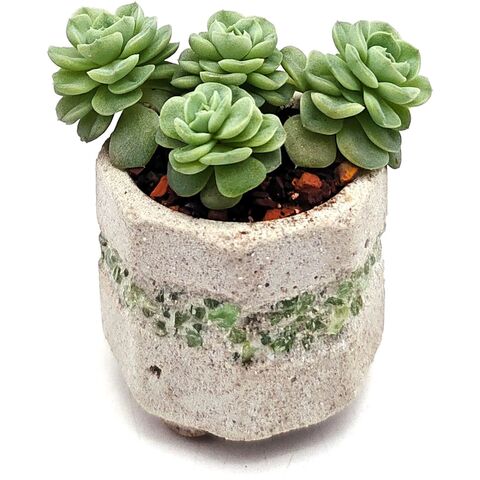Живой суккулент в горшке ручной работы 420895 D5,5