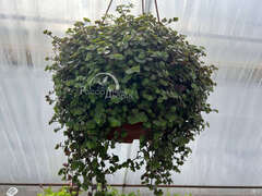 Каллизия зеленая в кашпо