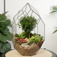 Готовый флорариум бонсай Мирсина Цефей