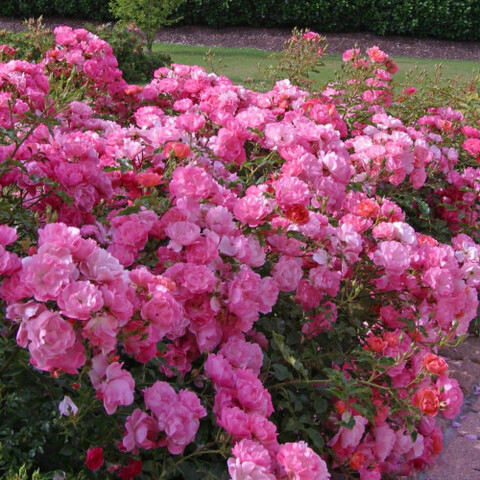 Макси Вита (Maxi Vita)