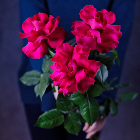 Букет французских роз Ruby Rose