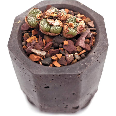 Суккулент Конофитум EnjoyPlants 752485