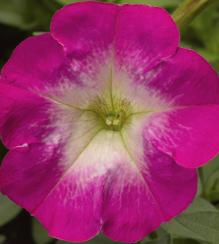 S6044 Петуния кустовая Multiflora Picobella Rose Morn 10шт.