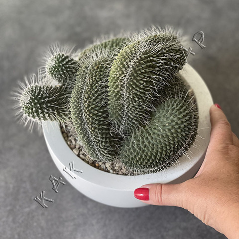 Маммиллярия Спинозиссима Ун Пико Кристата в полимерном кашпо д20