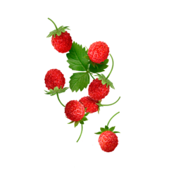 Starline - Poziomka (25g)