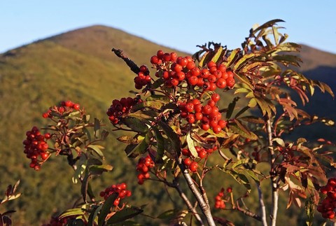 Рябина амурская (похуашаньская)