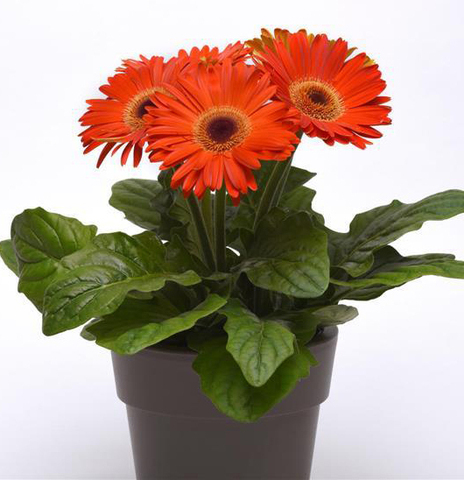 S3311 Гербера Revolution Orange Deep Dark Eye 3шт.