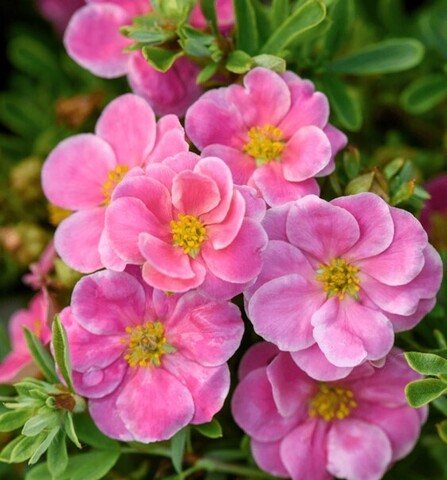 Лапчатка кустарниковая Лавли Пинк