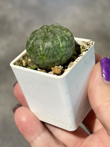 Эуфорбия Обеса