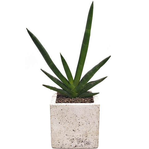 Суккуклент Сансевиерия Тиара Эмеральд