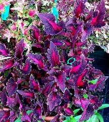 Волшебный сад UO колеус