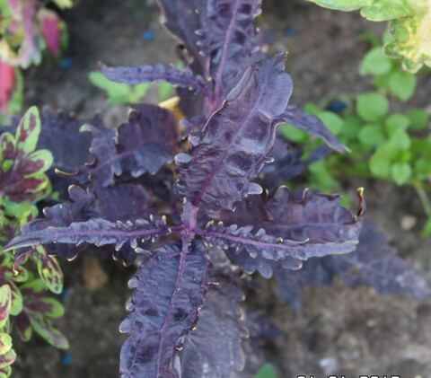 Black Swan ES колеус КСР