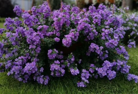 Бакопа Дабл Индиго Блю