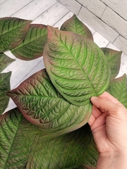 Молд пластиковый+вайнер силиконовый ВБ-74 лист универсальный