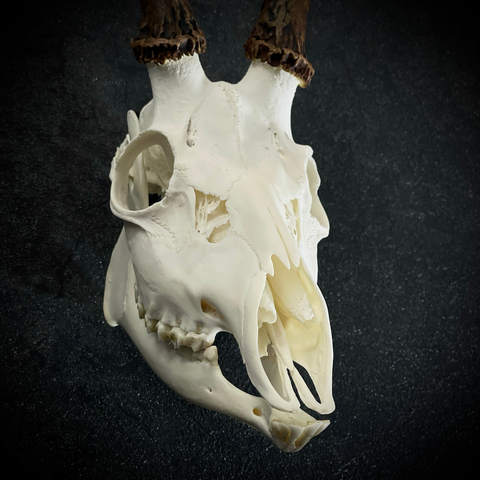 Череп сибирской косули на настенном креплении