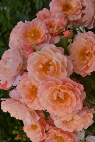 Мари Кюри( Marie Curie)