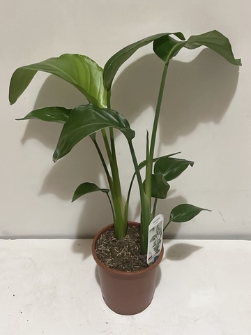 Стрелиция Николая d14