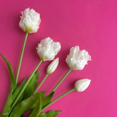 Тюльпаны силиконовые как настоящие, Волнистый край, качество ПРЕМИУМ, Белые, высота 40 см, букет 5 штук.