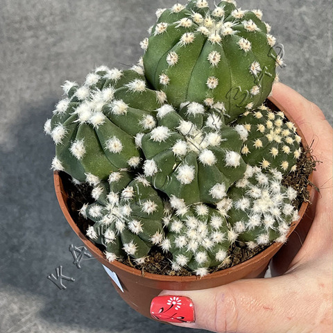 Эхинопсис Семейка d10